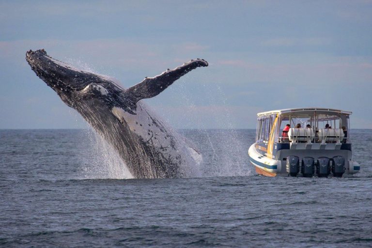 Get great photographs while Gold Coast whale watching
