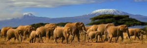African Safari Holidays – Must in a Lifetime