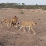 lions of the Sabi sand