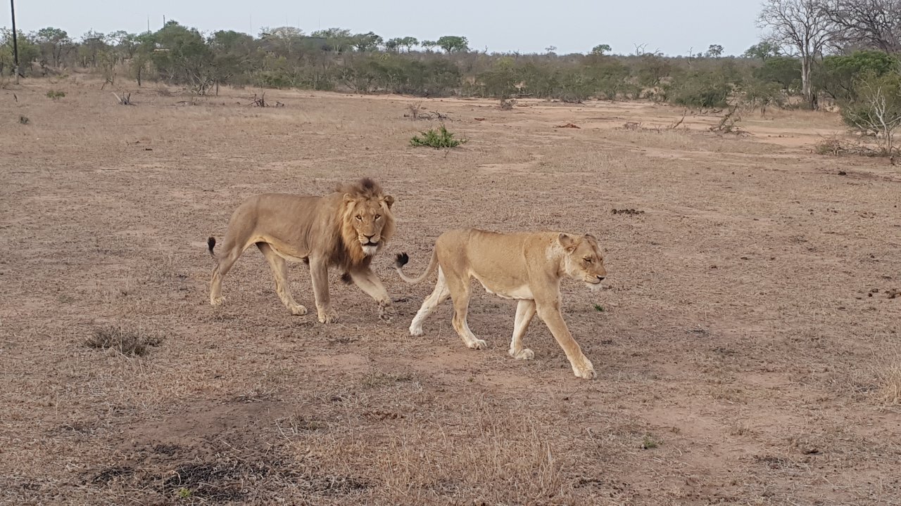 Know About the Dynasties of the Lions of the Sabi Sand