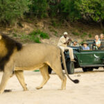 lions of the Sabi Sand