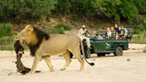 Lions of the Sabi Sand: The Most Exclusive Wilderness in Africa