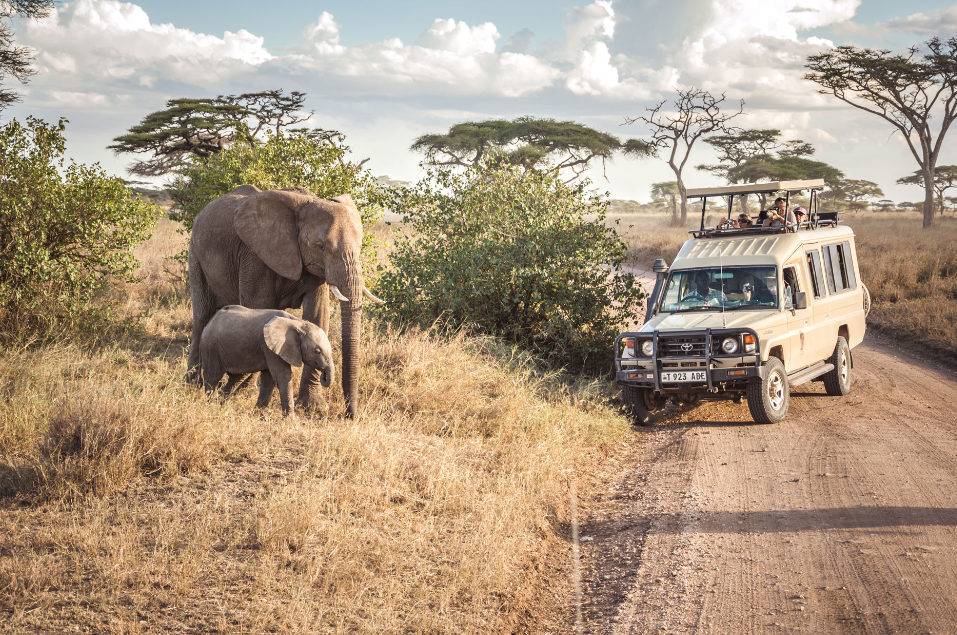 Serengeti Luxury Safari is Affordable
