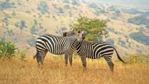 Rwanda Safari: A Window into the Rich Cultural and Natural Heritage of Rwanda: