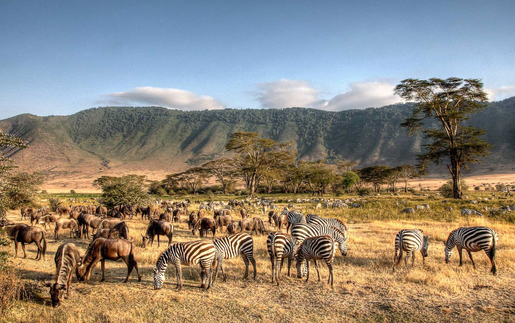 A Traveller’s Guide to Tanzania Safaris