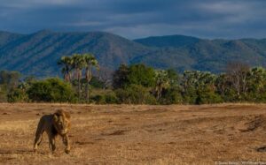 Exploring the Best Zambia Tours: From Safaris to Cultural Experiences