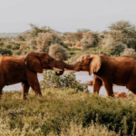 Muslim-friendly African Safari