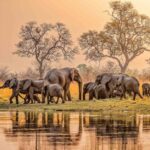 Africa tours and safaris